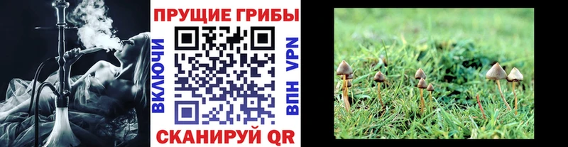 купить наркотики цена  Палласовка  Псилоцибиновые грибы Psilocybine cubensis 